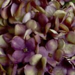 Autumn Burgundy Hydrangea 4 - The Rustic Home