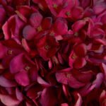 Autumn Ruby Hydrangea 4 - The Rustic Home