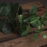 Cineraria Eucalyptus Spray 2 - The Rustic Home