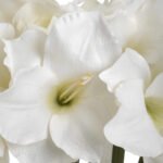 Classic White Amaryllis Flower 4 - The Rustic Home