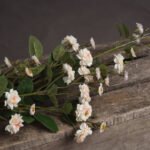 Cream Wild Meadow Rose 2 - The Rustic Home