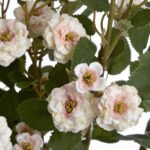 Cream Wild Meadow Rose 4 - The Rustic Home