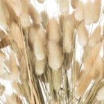 Dried Natural Bunny Tail Bunch Of 40 2 - The Rustic Home