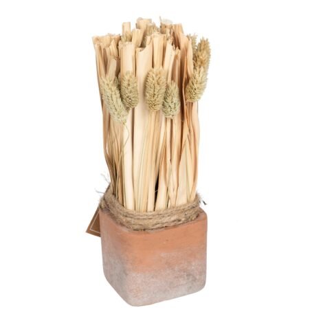 Fox Tail Dried Grass Bouquet in Terracotta Pot – Large