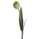 Green Tulip 2 - The Rustic Home