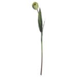 Green Tulip 3 - The Rustic Home