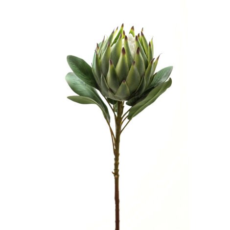 Large Green Protea