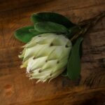 Large White Protea 3 - The Rustic Home