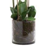 Large White Tall Orchid In Glass Pot 2 - The Rustic Home