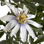 Passion Flower Spray 4 - The Rustic Home