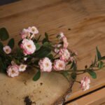 Pink Wild Meadow Rose 2 - The Rustic Home