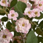 Pink Wild Meadow Rose 4 - The Rustic Home