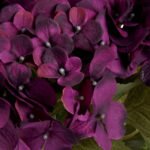 Purple Hydrangea Bouquet 4 - The Rustic Home