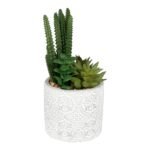Succulents In Aztec Embossed Pot 3 - The Rustic Home