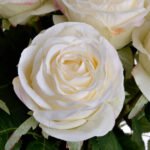 Traditional White Rose 4 - The Rustic Home