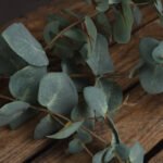 Variegated Eucalyptus 2 - The Rustic Home