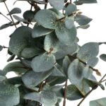 Variegated Eucalyptus 4 - The Rustic Home