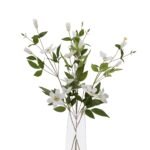 White Florida Clematis 4 - The Rustic Home