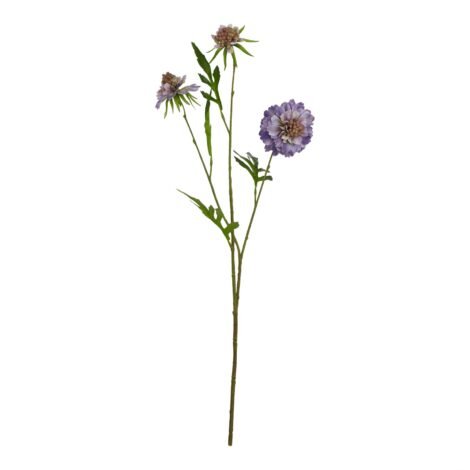 The Natural Garden Collection Purple Scabious Stem