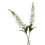 The Natural Garden Collection White Foxglove 2 - The Rustic Home