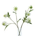 The Natural Garden Collection White Scabious Stem 2 - The Rustic Home