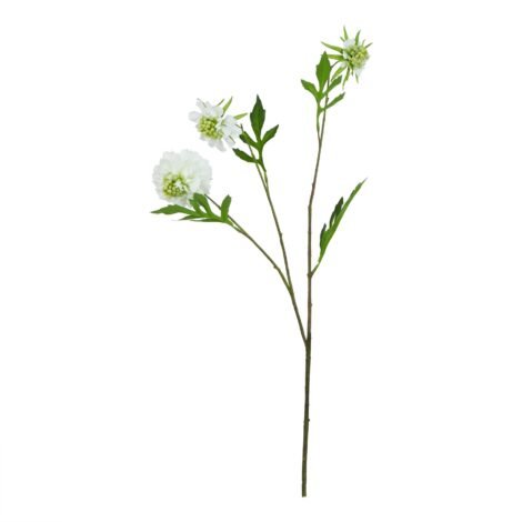 The Natural Garden Collection White Scabious Stem