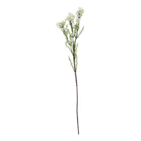 The Natural Garden Collection White Waxflower